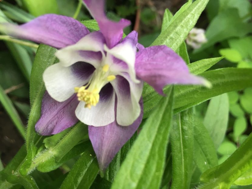 69B3FB1E-F730-4221-AA2E-4E59BBBA0407 - Caldaruse 2019