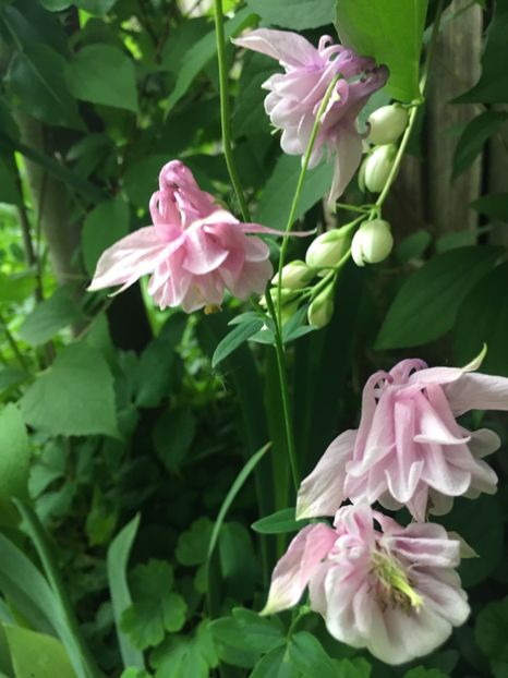 F2C58754-6D26-4920-A5E7-E124B533225F - Caldaruse 2019