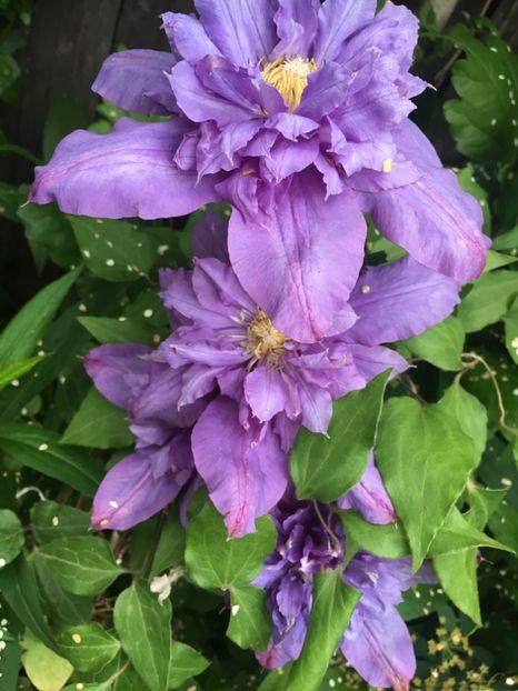 B5F89F13-AF4F-4E09-B1DD-F984F548C51F - Clematite 2019