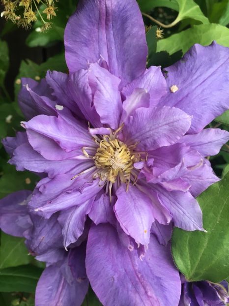 Vyvyen Pannell - Clematite 2019