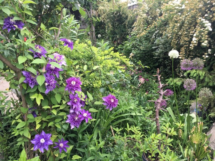 Mulți Blue - Clematite 2019