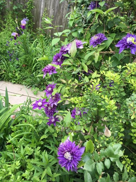 Mulți Blue - Clematite 2019