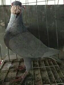  - VOIAJORI DE FRUMUSETE BAGDETI INDIENI GERMANII