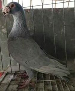  - VOIAJORI DE FRUMUSETE BAGDETI INDIENI GERMANII