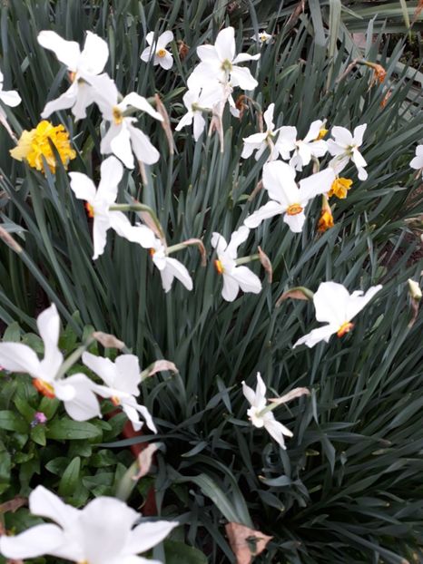  - Flori de grădină-2019