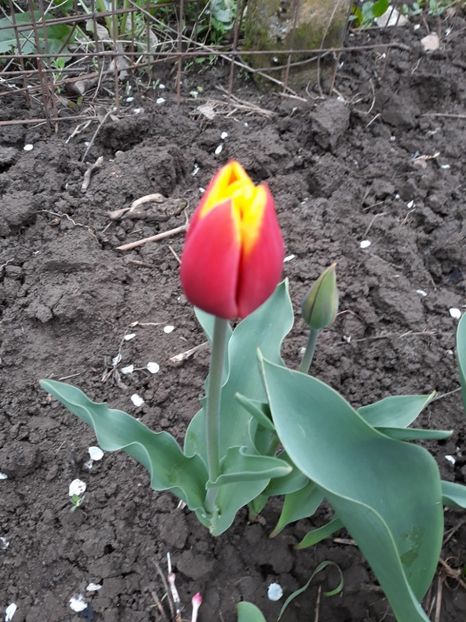  - Flori de grădină-2019