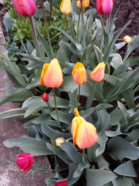  - Flori de grădină-2019