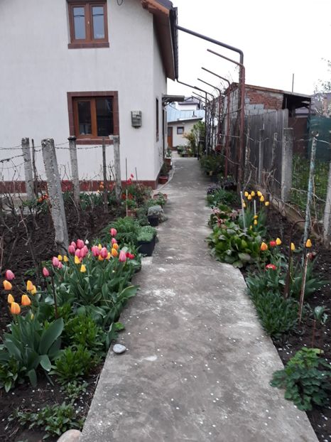  - Flori de grădină-2019