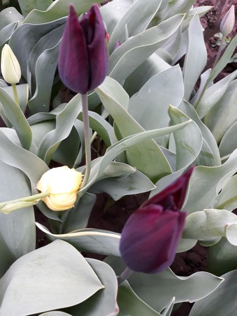  - Flori de grădină-2019