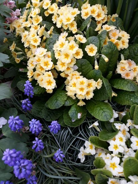  - Flori de grădină-2019