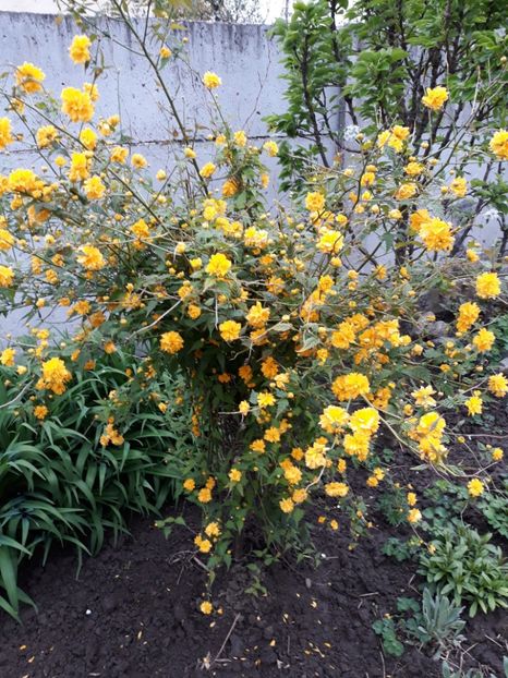  - Flori de grădină-2019