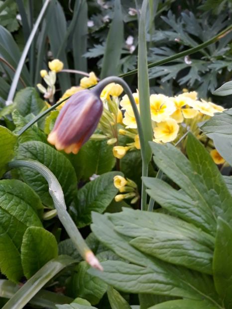  - Flori de grădină-2019