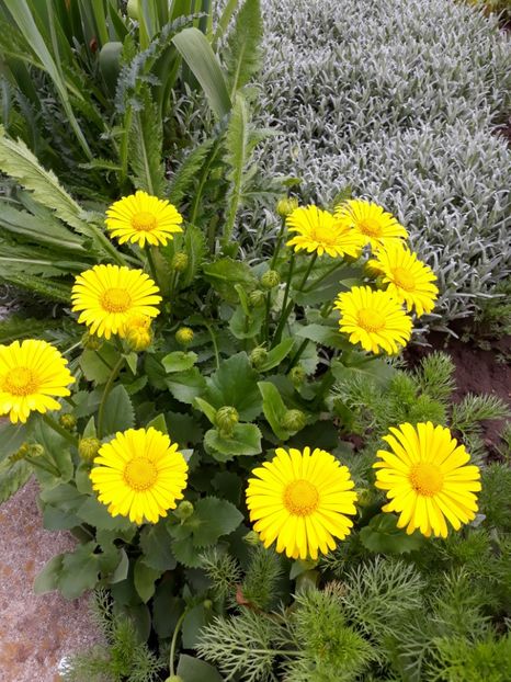  - Flori de grădină-2019