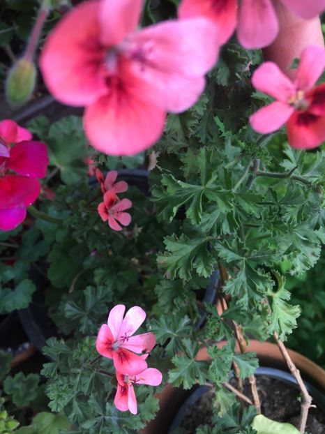 D835195C-BB80-4B68-993F-FC6B8435372F - 2019