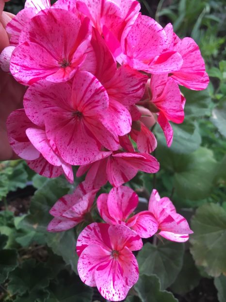 033321DA-E625-4A69-93B8-C80393D7B9C6 - 2019