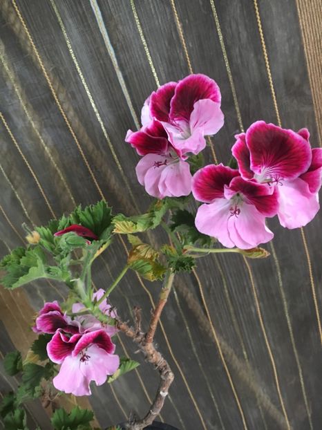 DB015C81-8156-4FD0-AC5F-D03CD9F63676 - 2019