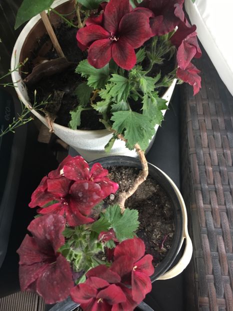 09E2072C-21A3-4AC8-9C8F-3BB360B1B40D - 2019