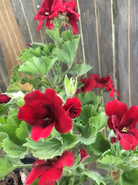 3EA4B442-02AB-4506-A209-11BDBD81EFB7 - 2019