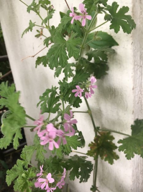 BBAA6D93-5139-4103-8024-F7D9566A9A77 - 2019