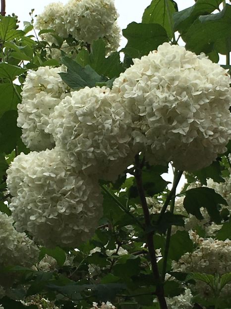 7DC34F3F-EFFA-466D-99E1-615550F1C7F9 - Mai 2019