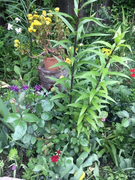 0C12CB16-9281-4071-968B-94BCCF7B663B - Mai 2019