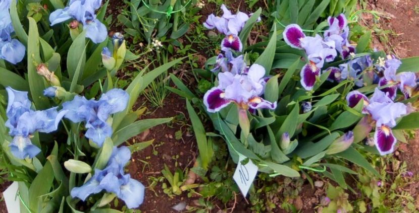  - Colectia mea de irisi pitici in 2019-2020