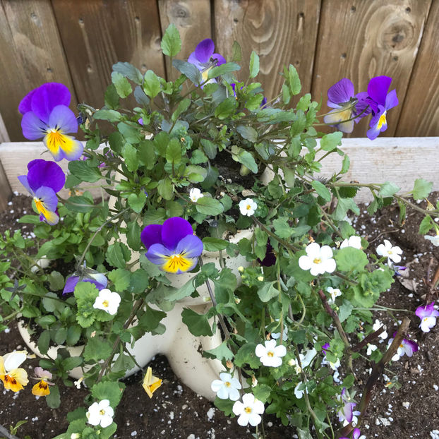  - Jurnalul gradinii 2019