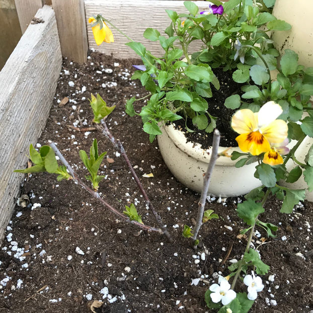  - Jurnalul gradinii 2019