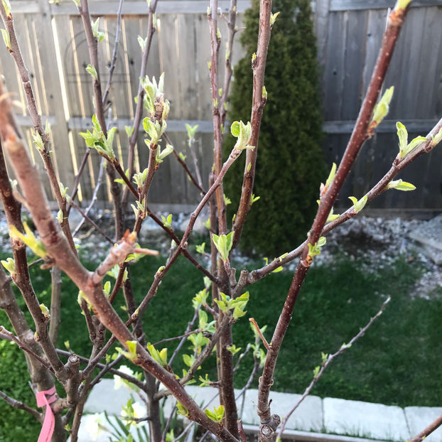  - Jurnalul gradinii 2019