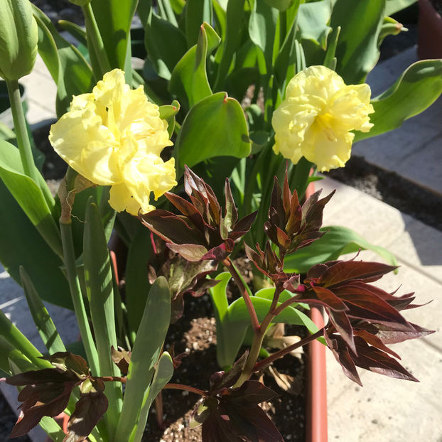  - Jurnalul gradinii 2019