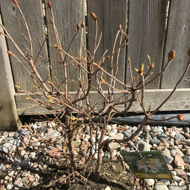  - Jurnalul gradinii 2019