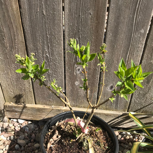  - Jurnalul gradinii 2019