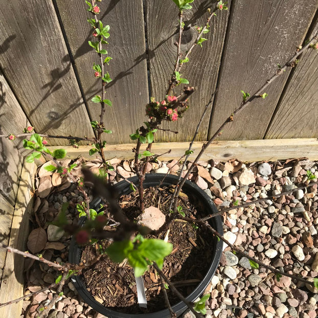  - Jurnalul gradinii 2019