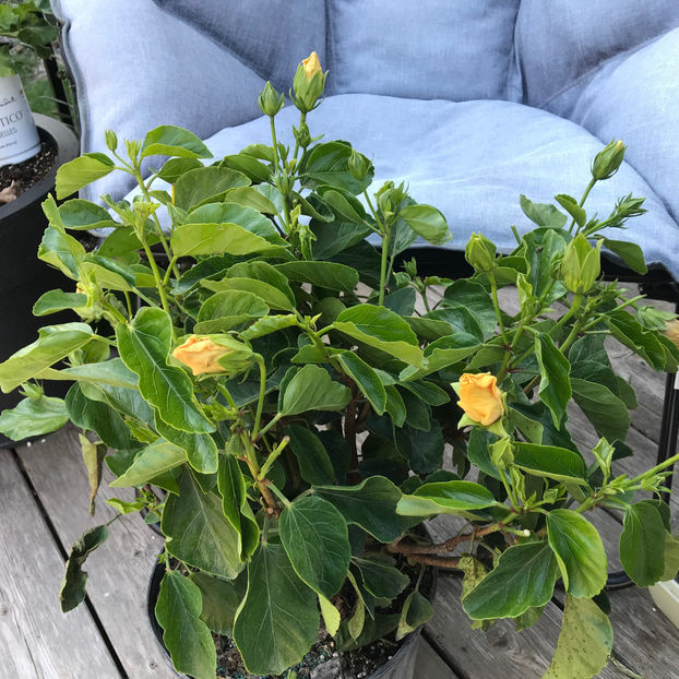  - Jurnalul gradinii 2019