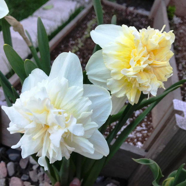  - Jurnalul gradinii 2019