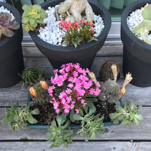  - Jurnalul gradinii 2019