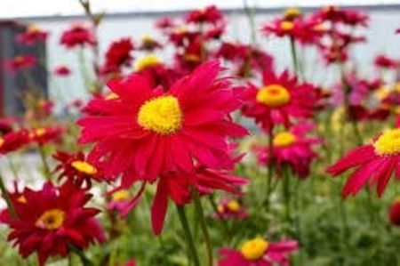 Margarete rosii (Tanacetum Robins red) - b Comenzi plante copaci 2018 2019