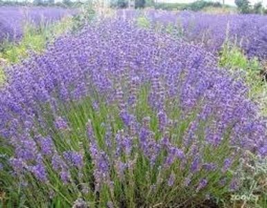 Lavandula angustifolia Hidcote Blue Strain - b Comenzi plante copaci 2018 2019
