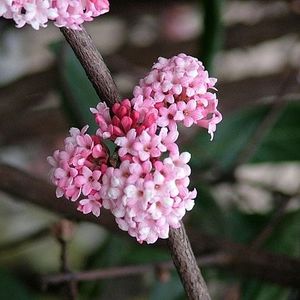 Calin de iarna (Viburnum x bodnantense Charles Lamont) - b Comenzi plante copaci 2018 2019