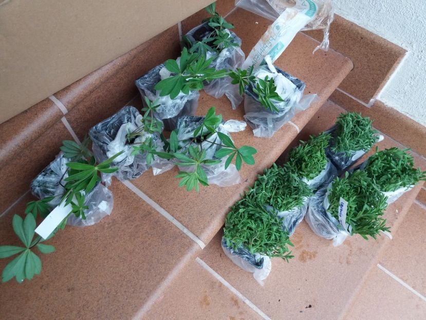 plantele de la pepiniera mizil, arata super bine!! - b Comenzi plante copaci 2018 2019