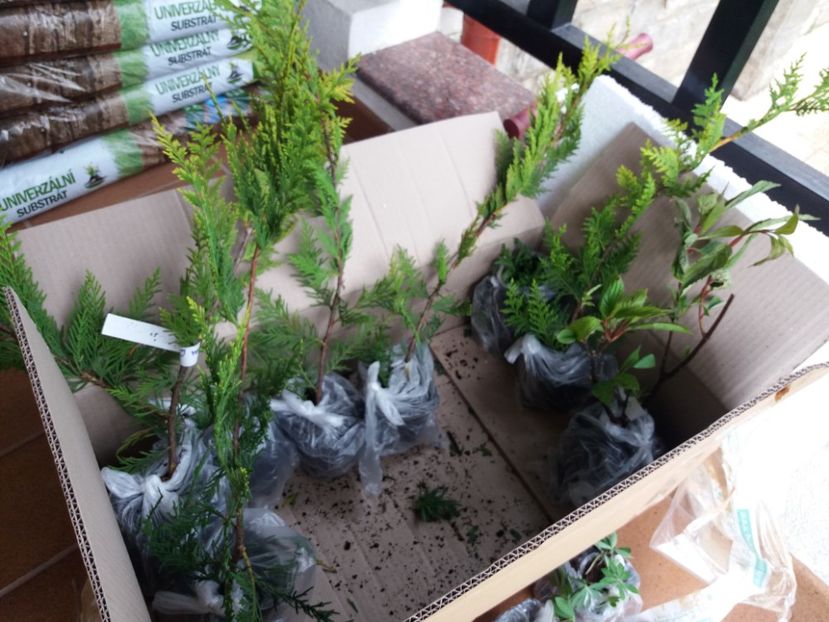  - b Comenzi plante copaci 2018 2019