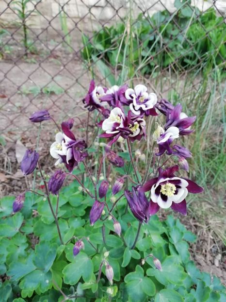 10.05 - gradina 2019