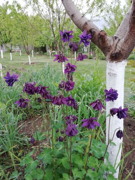 10.05 - gradina 2019
