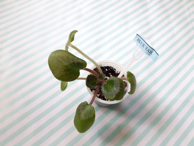 10.05.2019 - BLUE TAIL FLY