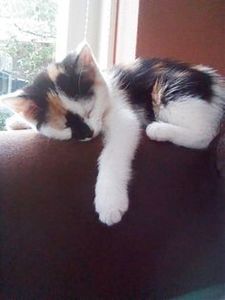 1f895fd950b9f5dca883e571c8765f9a - CUTE CATS 2019