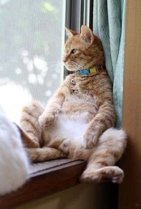 2c43a7a8dc68396360f9351f00e75695 - CUTE CATS 2019