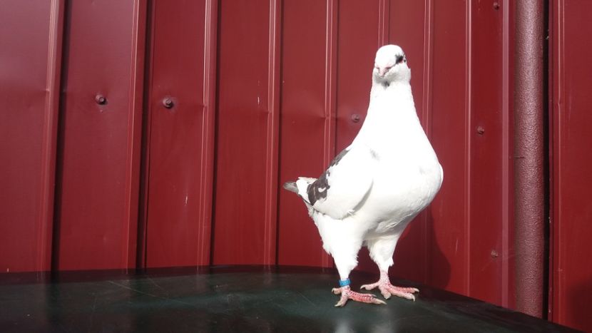 1-0 2018 - matca 2019