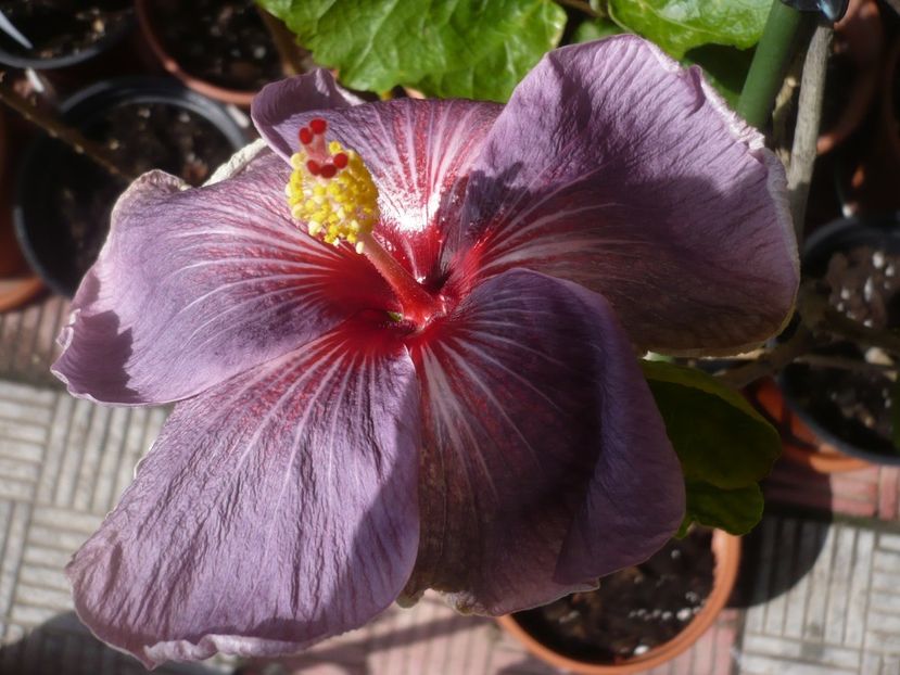 10.05.2019 - HIBISCUSI 2019-1