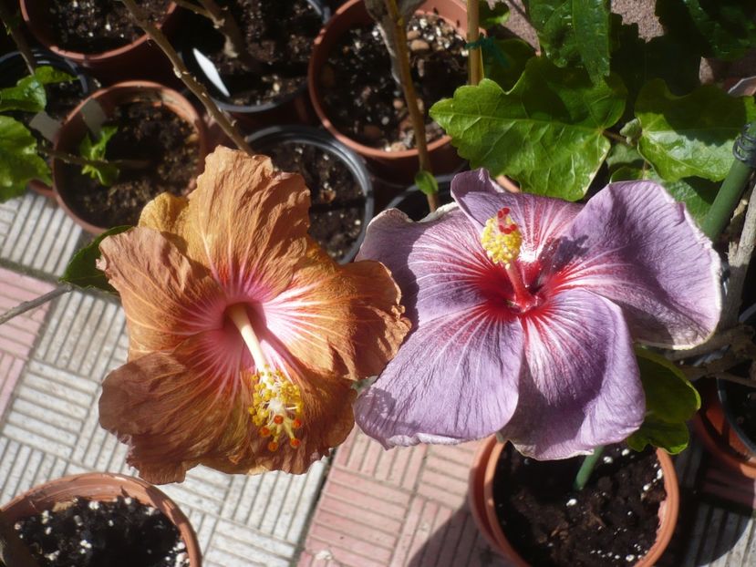 P1410019 - HIBISCUSI 2019-1