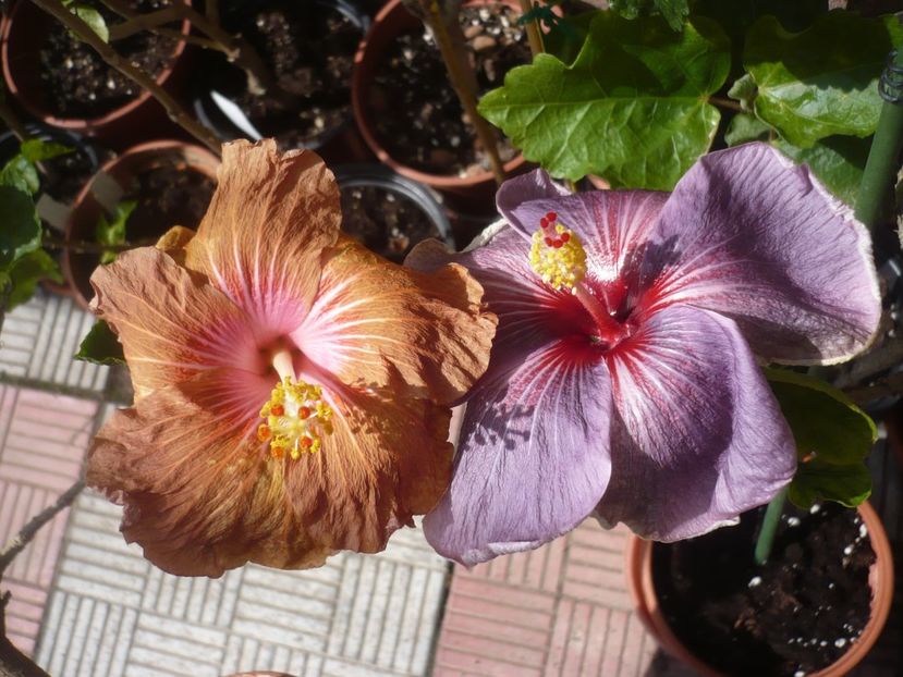 P1410021 - HIBISCUSI 2019-1